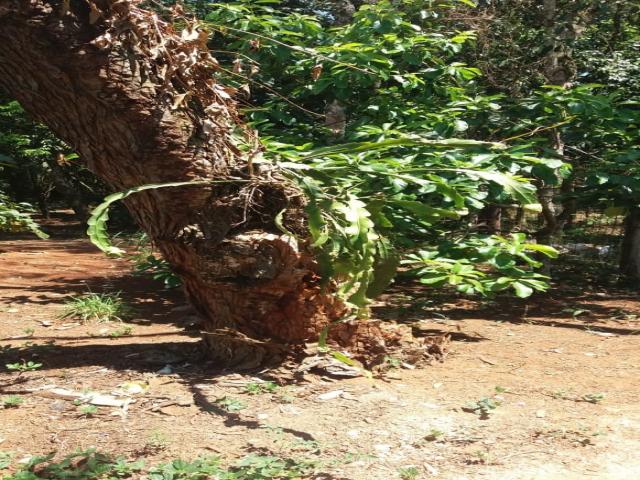 Chácara para Venda em Pereiras - 4